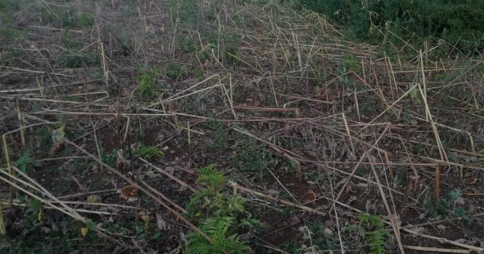 Cinghiali in azione ad Anagni, nuovi danni alle colture